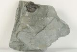 Enrolled Flexicalymene Trilobite In Shale - Mt. Orab, Ohio - #201086-1